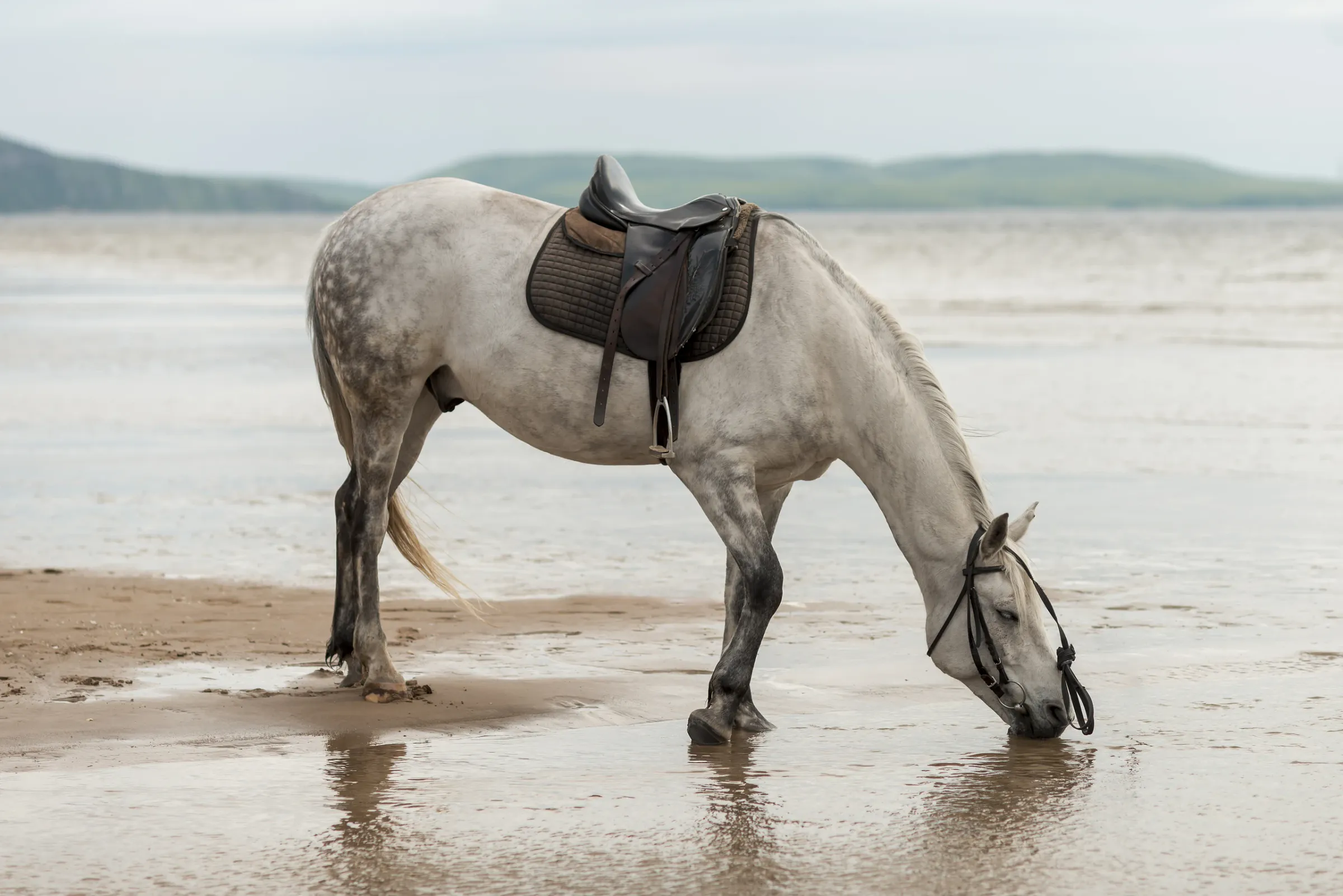 Species classification & individual monitoring